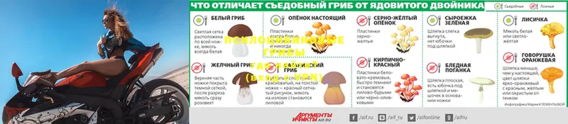 Псилоцибиновые грибы мухоморы  mega ССЫЛКА  Красноармейск  где купить наркоту 